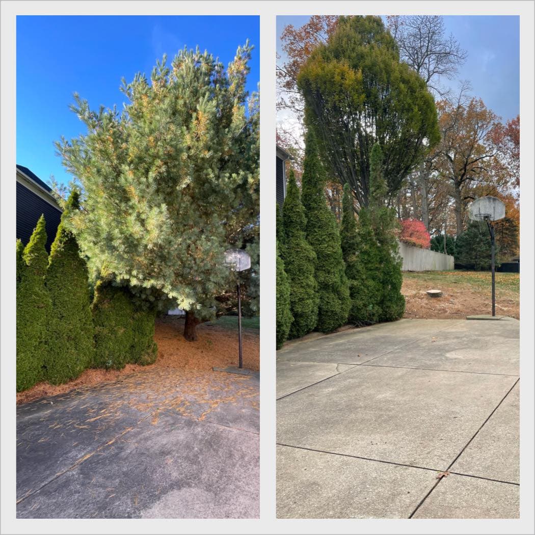 Before and after pine tree removal near driveway
