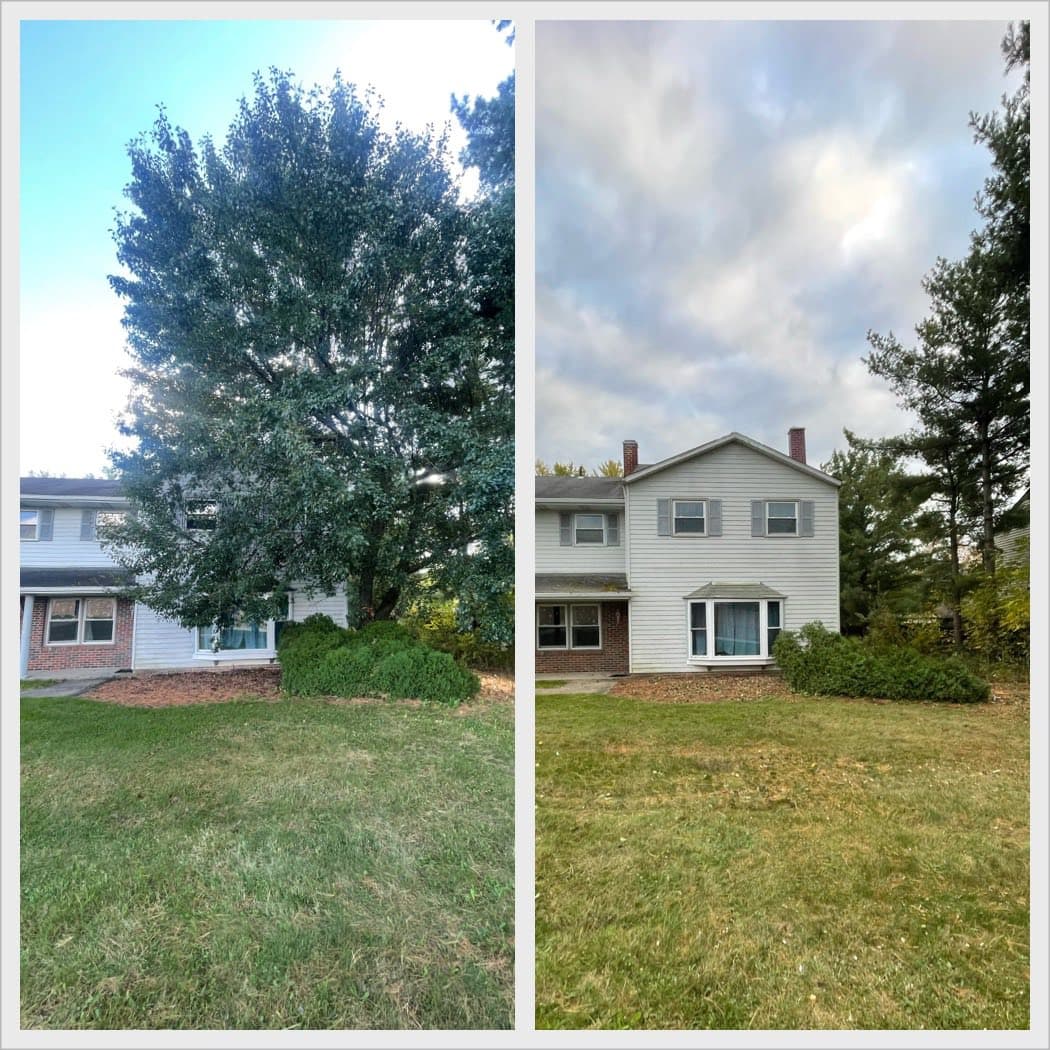 Before and after full tree removal from front of a house