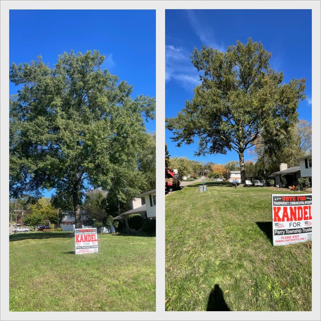 Before and after large tree pruning in a residential front yard