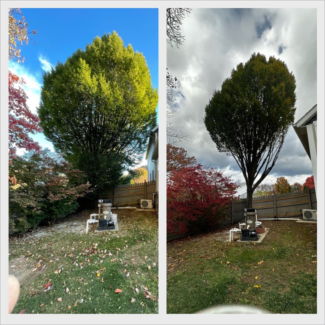 Before and after tree pruning in a residential backyard with fall colors